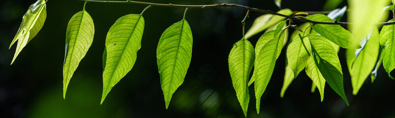 Wall Mural - Panoramic view of green leaves, peach tree leaf
