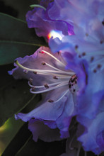 Rhododendron Flowers Photographed Through Prism