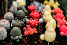Colorful Cactus Plants