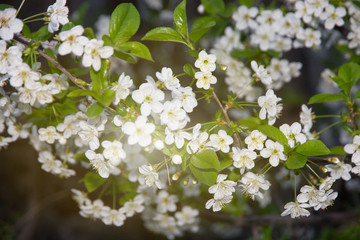 Cherry blossoming tree white flowers