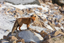  Fluffy Wild Red Fox In The Rocky Mountains. Wild Fox Opens Its Mouth And Yawns And Licks Its Tongue