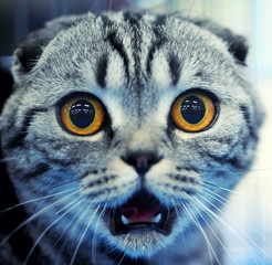 Shocked cat