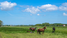 Horses With Foals In A Green Polder Meadow Near Rotterdam, The Netherlands
