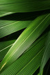 © Marcel/Stocksy - Exotic and lush palm leaf details