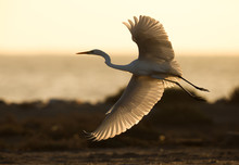 The Western Reef Heron White Morphed Flying, A Back Lit Image Taken In Morning, Bahrain 