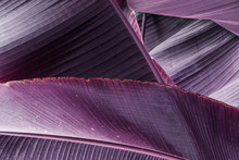 Infrared: Abstract Banana Plant Leaves