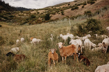 Group Of Sheep In Pasture