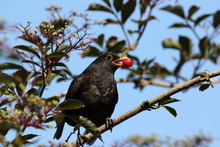 Male Blackbird Bringing A Red Cherry Fruit To Feed To His Youngsters