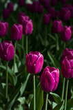 Fototapeta Tulipany - glade covered with many violet pink tulips