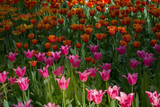 Fototapeta Tulipany - a large glade dotted with multicolored tulips lit by the bright sun.