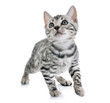 © cynoclub - bengal kitten in studio