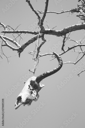 Weathered Skull Of Cow On Bare Branches Bull Skull Hanging On