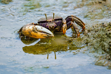 Beautiful colorful Fiddler crab