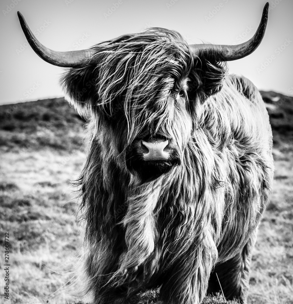 Highland Cow B&W - obrazy, fototapety, plakaty 