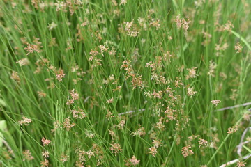 Wall Mural - Juncus effusus (Soft rush) is used for Tatami mat materials in Japan.