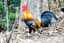 Colorful Jungle Fowl Walking On Dried Leaves In Forest, Blur Image