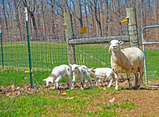 A mother lamb with her young babies following behind.