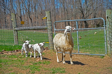 A mother lamb with her young babies following behind.