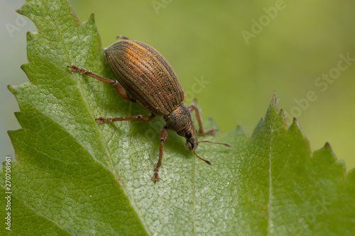 Fotomural Weevil, Polydrusus mollis on birch leaf
