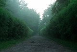 Fototapeta  - summer forest with mystic fog