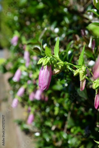 民家の垣根から顔を出したホタルブクロ ピンクの花 紫の花 家庭園芸 ガーデニングイメージ素材 Stock 写真 Adobe Stock