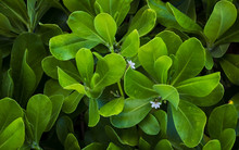 Green Leafy Coastal Plant With Blossoming White Flowers.  Close Up Horizontal Image.