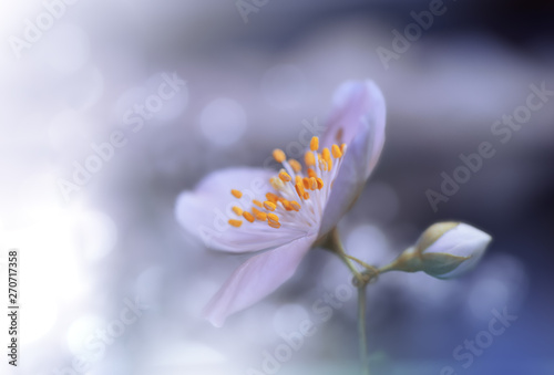 Beautiful Blue Nature Background Close Up Photography Abstract Macro Photo Of Amazing Spring Magic Jasmine Flower Fantasy Floral Art Design Creative Artistic Wallpaper Copy Space Plant Pure White Buy This Stock Photo And Explore Similar Images At