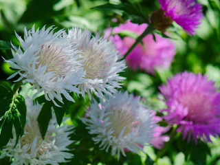 Wall Mural -  white and pink flowers of cornflowers close-up against a background of pink flowers