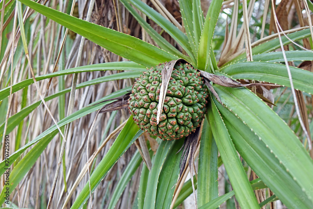 Hala fruit (Pandanus tectorius) or Tahitian screwpine, thatch screwpine,  hala tree, pandanus, and pu hala is a species of Pandanus that is native to  Malesia, eastern Australia, and the Pacific Islands Stock