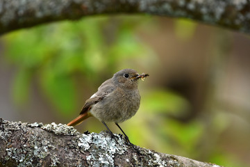 Hausrotschwanz, Phoenicurus ochruros, blackstart