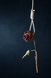 The commit suicide of roses, Concept idea is about love and failure