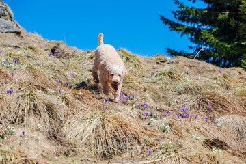 Cute dog on the mountain