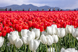 Fototapeta Tulipany - People walk around a tulip field