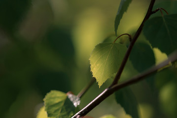 Birch tree branch with fresh leaves in spring