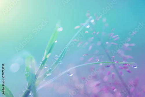 Flowers and grass leaves on the floor and rain drops