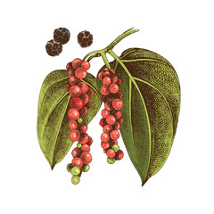 Hand drawn black pepper plant