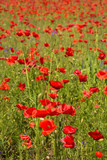 Fototapeta Maki - Wild red poppies growing in a fallow field in north east Italy.