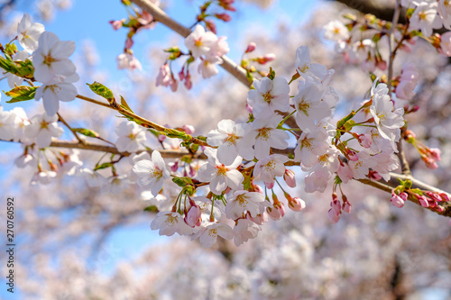 Cherry Blossom With Soft Focus Sakura Season In Japan Background