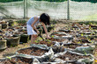 Leinwandbild Motiv Asian Chinese Little Girl digging purple potato in organic farm