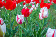 Red and white colour tulips with interesting patterns at Tulip Garden in Srinagar, Kashmir