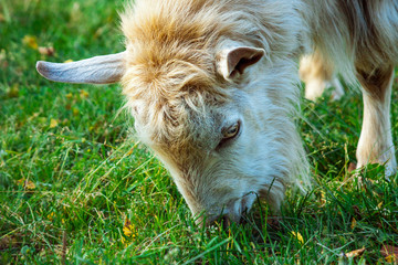 goat grazing in the meadow. eating fresh green grass.