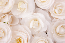 Close-up Of White Camellia