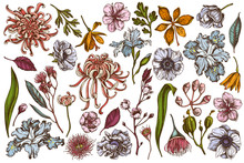 Vector Set Of Hand Drawn Colored  Japanese Chrysanthemum, Blackberry Lily, Eucalyptus Flower, Anemone, Iris Japonica, Sakura