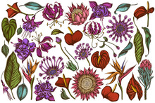 Vector Set Of Hand Drawn Colored  African Daisies, Fuchsia, Gloriosa, King Protea, Anthurium, Strelitzia