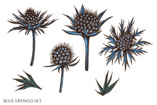 Vector Set Of Hand Drawn Colored  Blue Eryngo