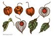 Vector set of hand drawn colored  physalis
