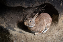 Wild Rabbit In A Burrow. Animal Den