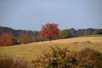 Canvas Print - Herbst