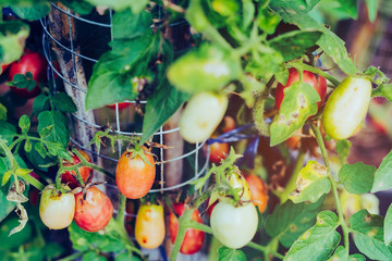 Beautiful ripe organic tomatoes grown in a farm and ready to harvest