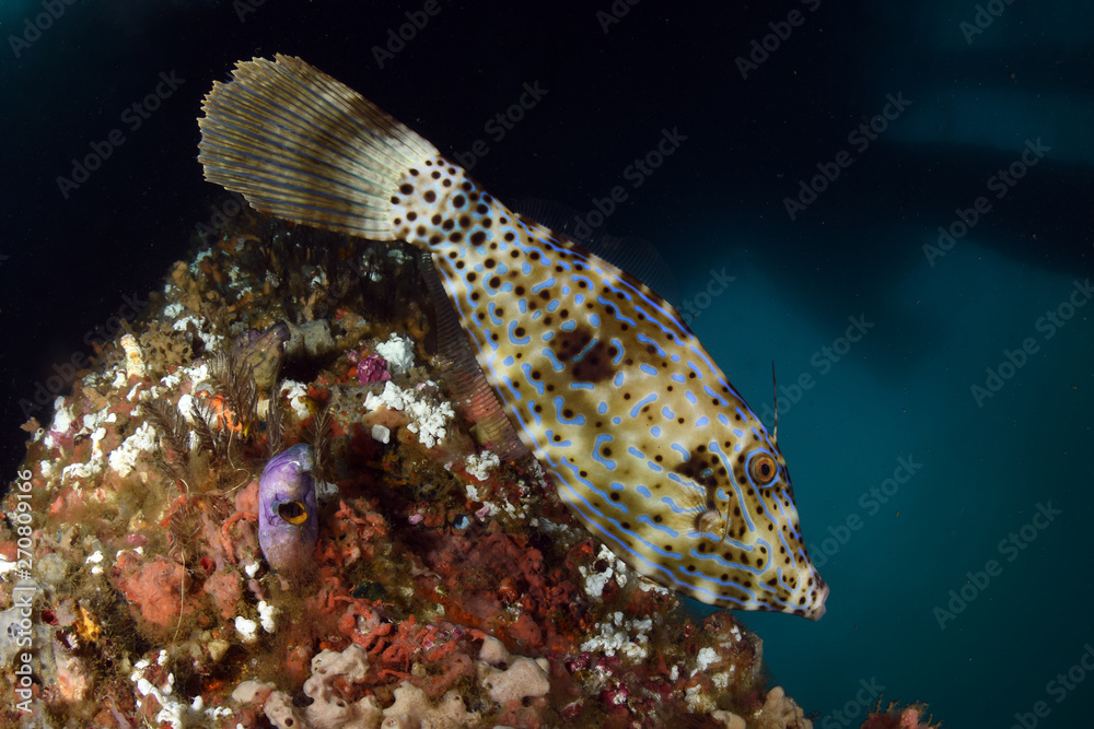 Giant Filefish Big Filefish - Aluterus scriptus. Swims under the pier. Jetty dive site ...